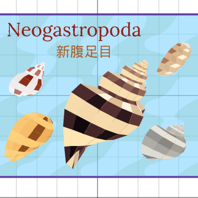 Neogastropoda